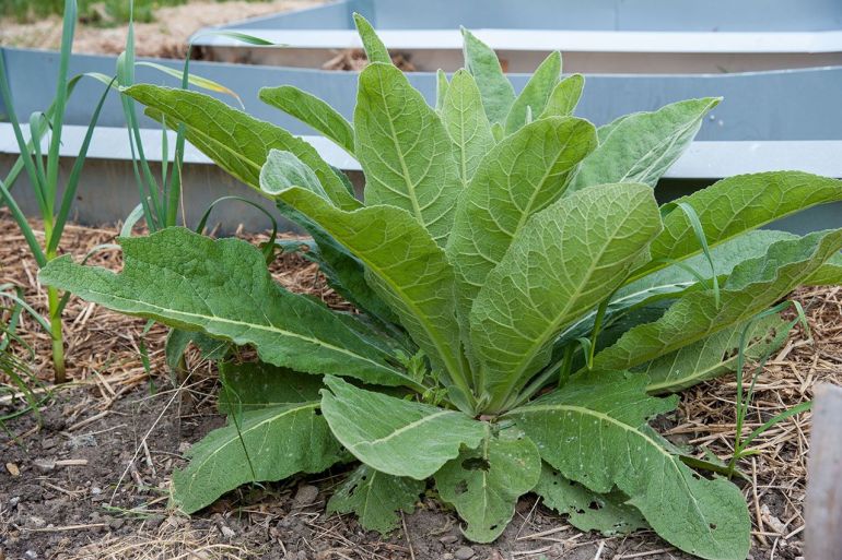 Foto: Jörg L. Königskerze