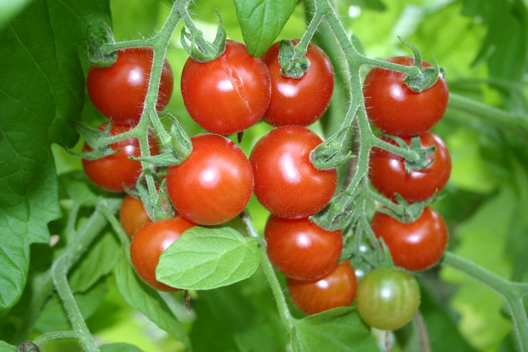 Foto: J. Lindemann, Cocktailtomate