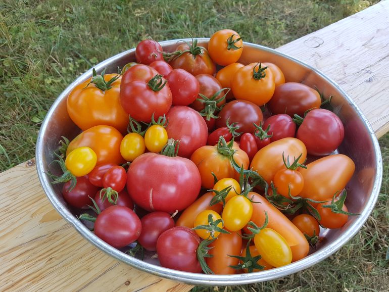 Foto: K. Polit, Tomatenvielfalt