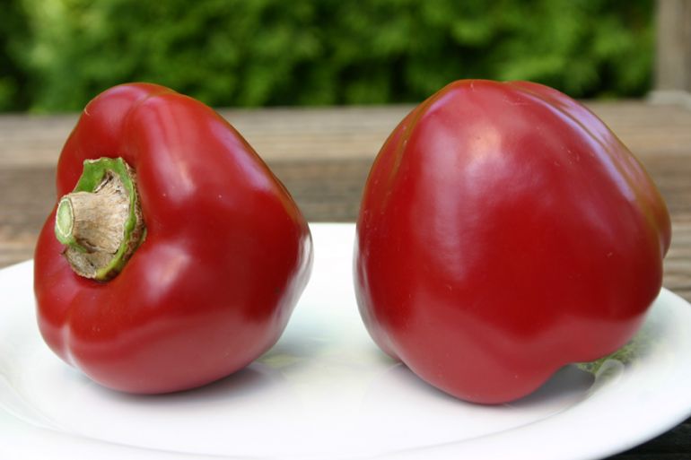 Foto: j.Lindemann, "Tomatenpaprika"