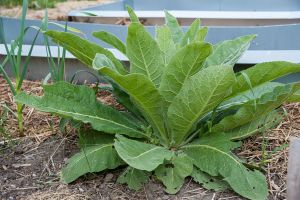 Foto: Jörg L. Königskerze